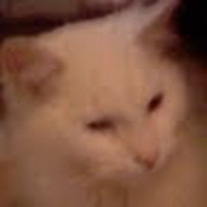 Meet your Posher, Allyson